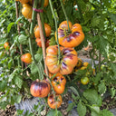 351 Chupa-Chups Bicolor Tomato, 5 Seeds