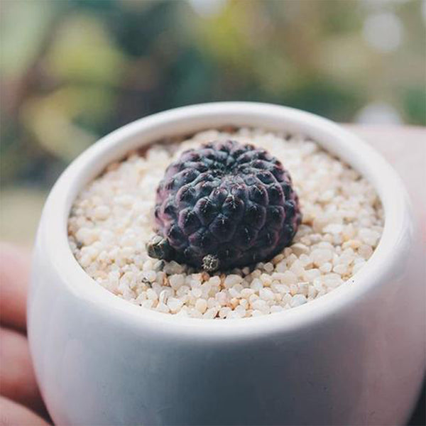 Sulcorebutia rauschii Live Cactus, 2-3cm