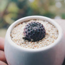 Sulcorebutia rauschii Live Cactus, 2-3cm