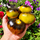 267 Cantati 17 Ocher Tomato, 5 Seeds
