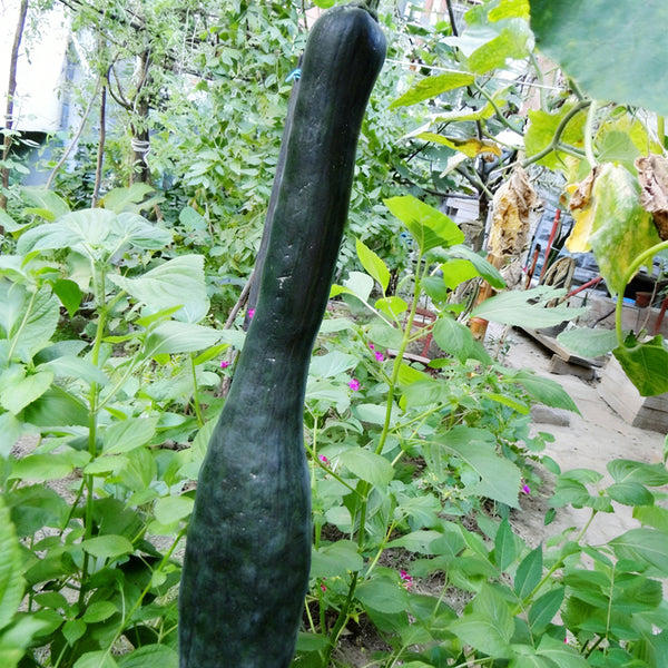 Black Oxleg Black Honey Pumpkin, 10 Seeds