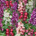 Hybrid Beardtongue Seeds, 200 Seeds
