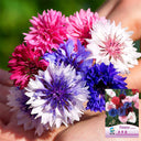 Hezhichun Mixed Color Cornflower Seeds, 1g