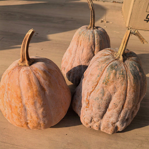 Jiami F1 Pumpkin, 20 Seeds