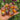 1078 Earth Tomato, 5 Seeds