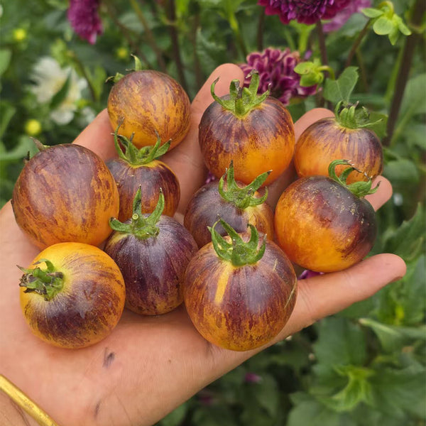 1078 Earth Tomato, 5 Seeds