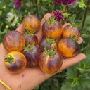 1078 Earth Tomato, 5 Seeds