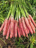 Purple-red Carrots, Pack of 1500