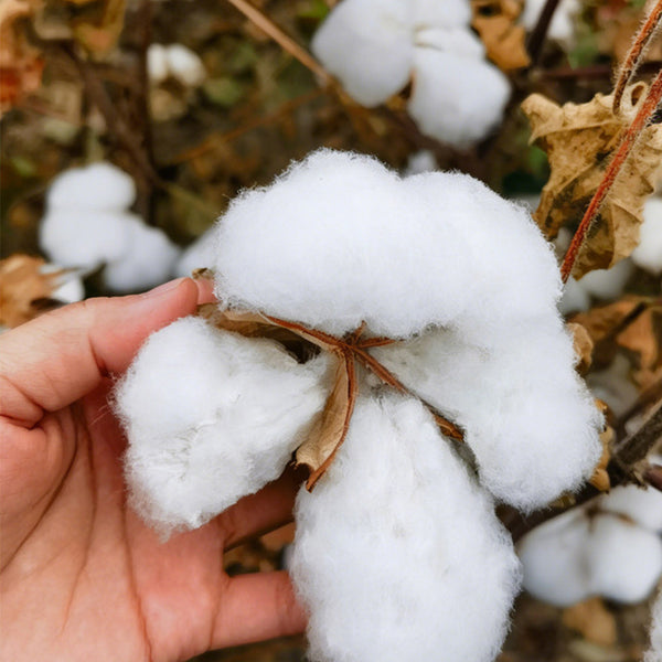 Baimian No.1 Cotton, 50 Seeds