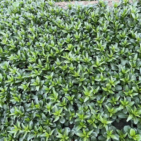 Meiqi No.3 Sweet Choy Sum Seeds, 10g