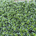 Meiqi No.3 Sweet Choy Sum Seeds, 10g