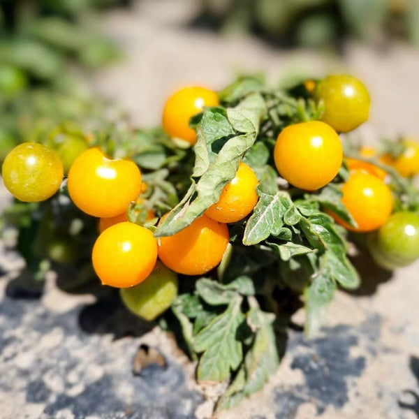 Potted Dwarf Yellow Tomato, 100 Seeds