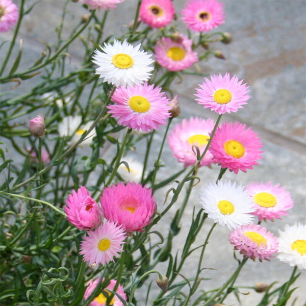Hezhichun Helipterum Seeds, 1g