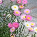 Hezhichun Helipterum Seeds, 1g