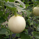 Super Sweet White Jade No.2 Melon Seeds, 10g