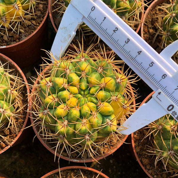 Variegated Gymnocalycium baldianum Live Cactus