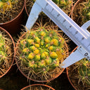Variegated Gymnocalycium baldianum Live Cactus