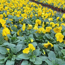 Super Bingo Series Yellow Pansy Seeds, 100 Seeds