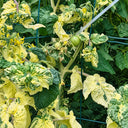261 Dwarf Pico's Pride Tomato, 5 Seeds