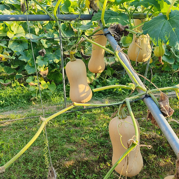 Creamy Pumpkin, 10 Seeds