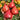 602 Sofia's Fiery Comet Tomato, 5 Seeds