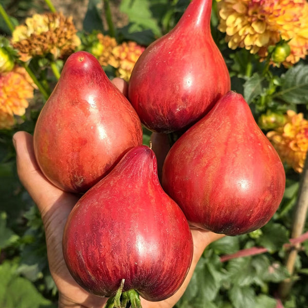 602 Sofia's Fiery Comet Tomato, 5 Seeds