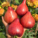 602 Sofia's Fiery Comet Tomato, 5 Seeds