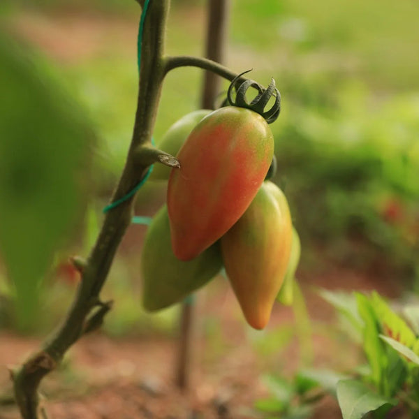 Super Sweet Mango Honey Tomato, 10 Seeds