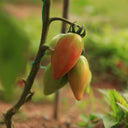 Super Sweet Mango Honey Tomato, 10 Seeds