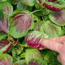 Red-Green Round-leaf Amaranth Seeds, 5g