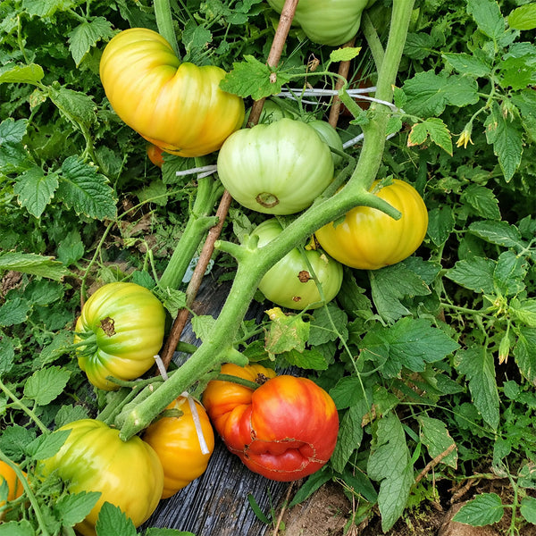 142 Jason 18/1 Striped Tomato, 5 Seeds