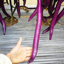 Hangzhou Red Eggplant Seeds, 10g