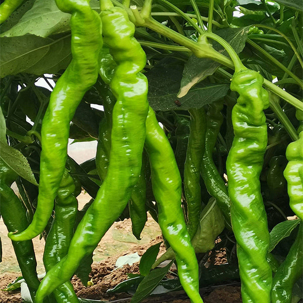 'Meinaxiang' Spiral Pepper, 30 Seeds