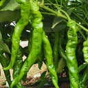 'Meinaxiang' Spiral Pepper, 30 Seeds