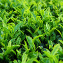 Tea Plant (Camellia sinensis) Seeds, 50 Seeds