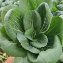 'Aijiaoqing' Bok Choy Seeds, 5g