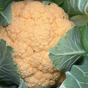 Orange Flower No.2 Cauliflower Seeds, 1g