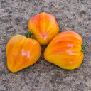 407 Cœur de Zèbre Abricot Tomato, 5 Seeds