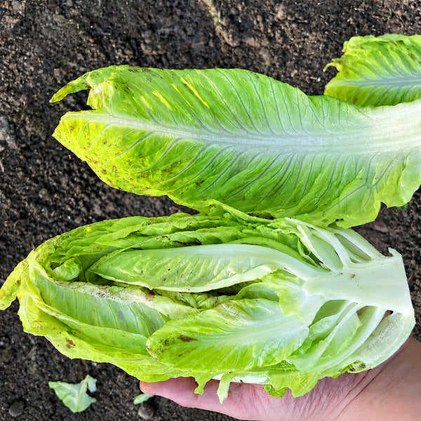 W1358 Crisp Sweet Oxheart Lettuce, 3 Grams ≈ 1000 Seeds
