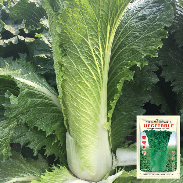 'Cuiqing No.8' Chinese Cabbage Seeds, 10g