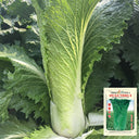 'Cuiqing No.8' Chinese Cabbage Seeds, 10g