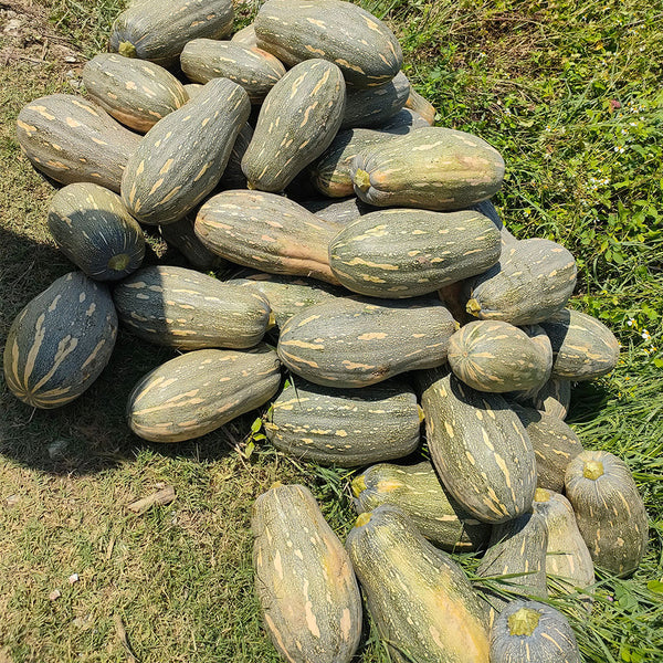 'Jiemei' Miben Pumpkin, 10 Seeds