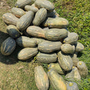 'Jiemei' Miben Pumpkin, 10 Seeds