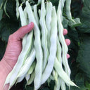 Huajun No.9 Kidney Bean Seeds, 10g
