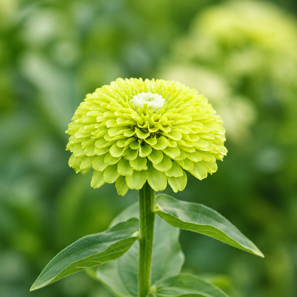 W1349 Envy Zinnia, 100 Seeds
