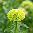 W1349 Envy Zinnia, 100 Seeds