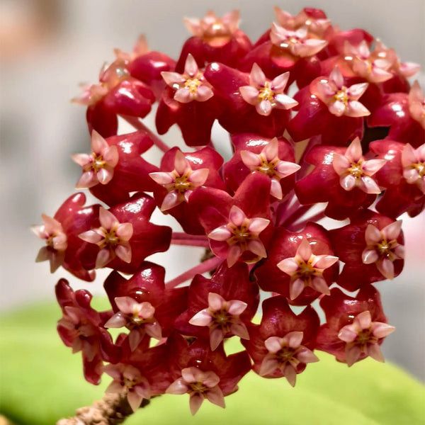 Hoya ilagiorum, 5 Cuttings