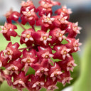 Hoya ilagiorum, 5 Cuttings