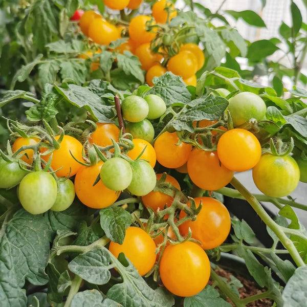 Potted Dwarf Yellow Tomato, 100 Seeds