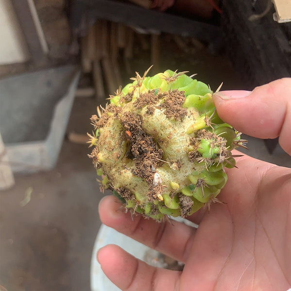 Echinofossulocactus multicostatus f. variegata Live Cactus